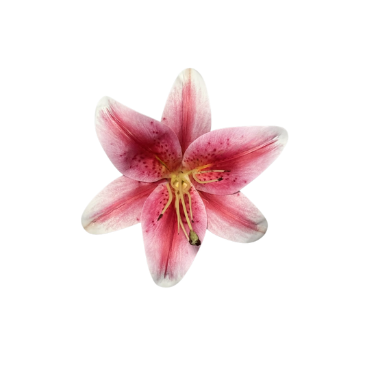 Pink Lily